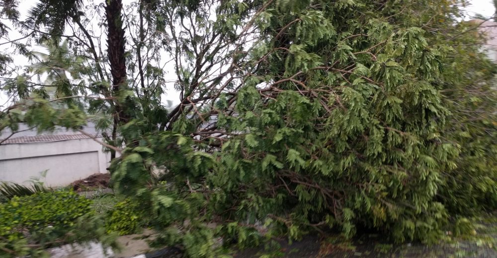 Chennai Cyclone Tree